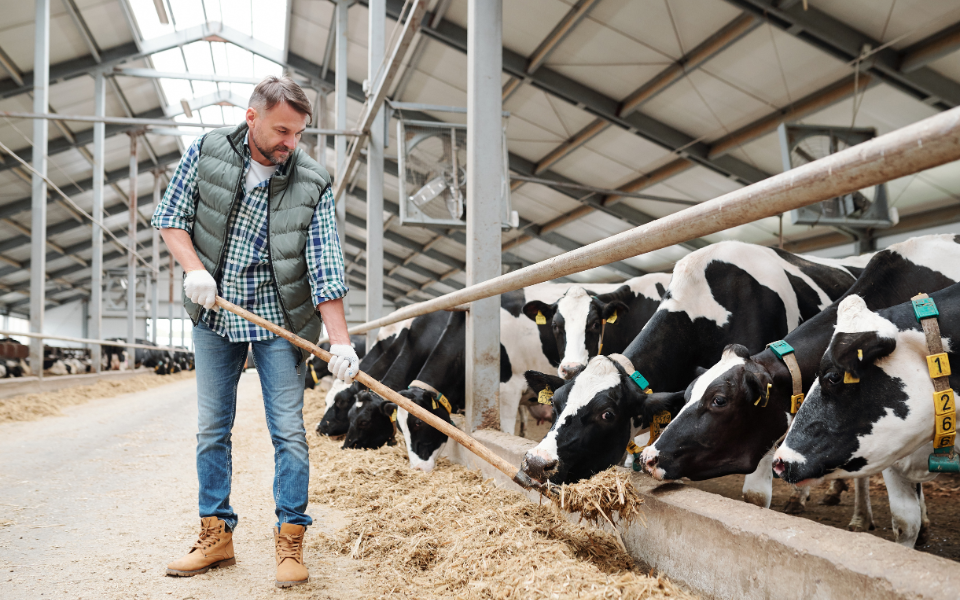 Afbeelding van verhaal Ook na auto-ongeluk draait melkveehouderij De Heiweiden ‘gewoon’ door