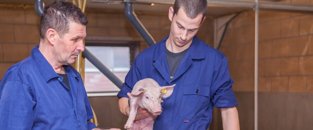 Afbeelding van verhaal Rinie Saasen en Teun van Oerle over varkenshouderij Saasen