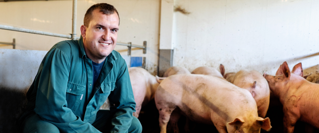 Afbeelding van verhaal Koeienliefhebber Daan Jacobs al 12,5 jaar tevreden tussen de varkens